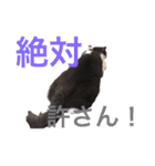 ブリティッシュのトクちゃん（個別スタンプ：13）