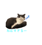 ブリティッシュのトクちゃん（個別スタンプ：14）