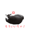ブリティッシュのトクちゃん（個別スタンプ：15）