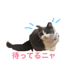ブリティッシュのトクちゃん（個別スタンプ：16）