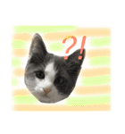 BOSSKUDDSILUBA（個別スタンプ：3）