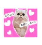 おとぼけ猫のまろさん♡（個別スタンプ：16）