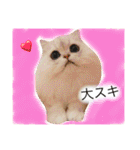 おとぼけ猫のまろさん♡（個別スタンプ：28）