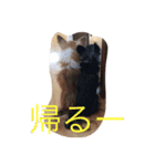 うちのチワ子（個別スタンプ：5）