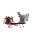 うちのチワ子（個別スタンプ：7）