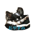 うちのチワ子（個別スタンプ：12）