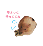 ハムスターのころ助（個別スタンプ：1）