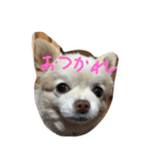 コロ1（個別スタンプ：1）
