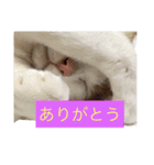 猫family2（個別スタンプ：4）