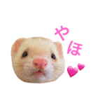 フェレット ちぃちゃん（個別スタンプ：1）