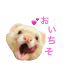 フェレット ちぃちゃん（個別スタンプ：3）