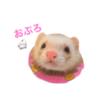 フェレット ちぃちゃん（個別スタンプ：5）