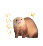 フェレット ちぃちゃん（個別スタンプ：12）