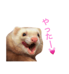 フェレット ちぃちゃん（個別スタンプ：14）