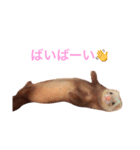 フェレット ちぃちゃん（個別スタンプ：16）