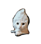 しらたまchan（個別スタンプ：3）