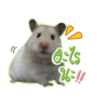 Olive Hamster and her friends（個別スタンプ：18）
