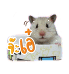 Olive Hamster and her friends（個別スタンプ：20）
