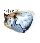 猫のちネコ（個別スタンプ：1）
