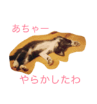 猫のちネコ（個別スタンプ：2）