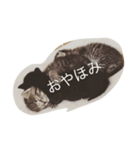 猫のちネコ（個別スタンプ：3）
