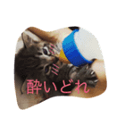 猫のちネコ（個別スタンプ：4）