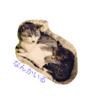 猫のちネコ（個別スタンプ：5）