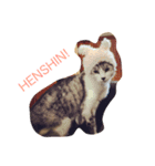 猫のちネコ（個別スタンプ：6）