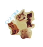 猫のちネコ（個別スタンプ：7）