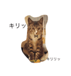 猫のちネコ（個別スタンプ：8）
