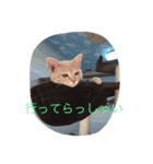 stm'sネコニャン（個別スタンプ：6）