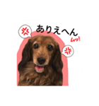 関西弁で喋るダックス犬（個別スタンプ：2）