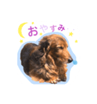 関西弁で喋るダックス犬（個別スタンプ：5）