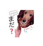 関西弁で喋るダックス犬（個別スタンプ：6）