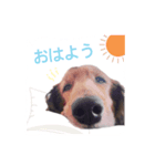 関西弁で喋るダックス犬（個別スタンプ：7）