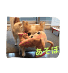 チワワのポッキーの日常（個別スタンプ：4）