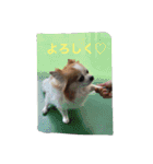 チワワのポッキーの日常（個別スタンプ：12）