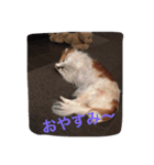 チワワのポッキーの日常（個別スタンプ：16）