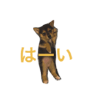 chibitumu（個別スタンプ：1）