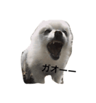 chibitumu（個別スタンプ：6）