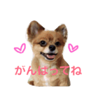 可愛い犬 ジロー（個別スタンプ：12）