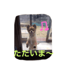 可愛い犬 ジロー（個別スタンプ：16）