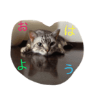 銀ぺるステッカー（個別スタンプ：4）