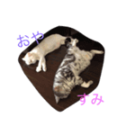 銀ぺるステッカー（個別スタンプ：5）