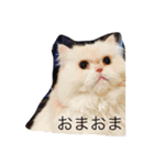 銀ぺるステッカー（個別スタンプ：6）