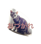 銀ぺるステッカー（個別スタンプ：7）