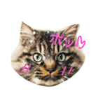 まろすたんぷ（個別スタンプ：1）
