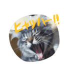 まろすたんぷ（個別スタンプ：2）