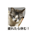猫のピー（個別スタンプ：4）