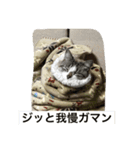 猫のピー（個別スタンプ：9）